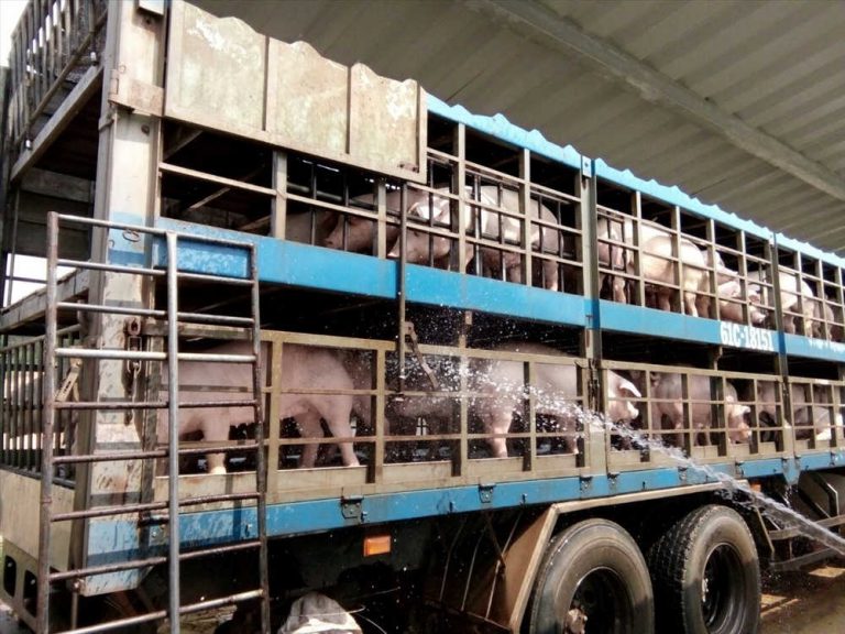 Dịch tả lợn Châu Phi: Thủ tướng đồng ý nâng mức hỗ trợ tiêu hủy