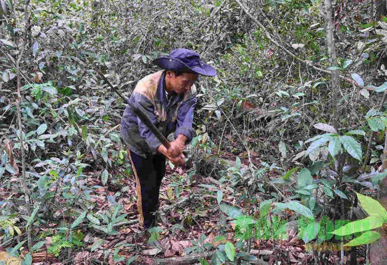 Nỗ lực bảo vệ và phát triển rừng