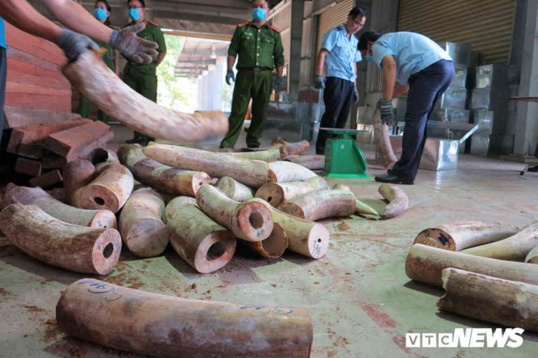 Bắt giữ hơn 9,1 tấn sừng nghi ngà voi ngụy trang tinh vi ở Đà Nẵng