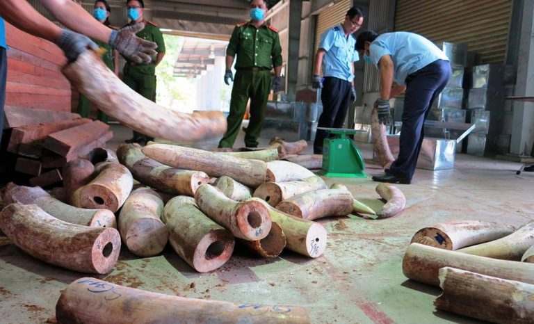 Phó Thủ tướng chỉ đạo mở rộng tìm ra đường dây buôn lậu vận chuyển trái phép hơn 9 tấn ngà voi vào Việt Nam