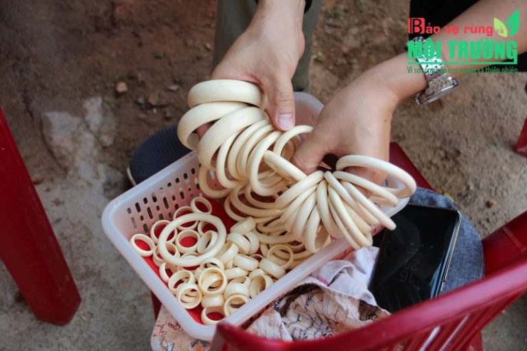 Thủ phủ voi tràn lan ngà lậu – Bài 1