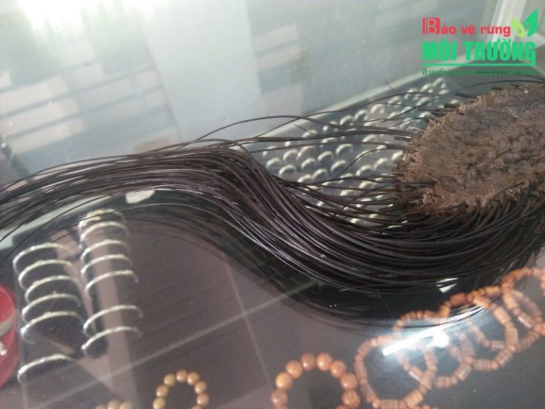 Thủ phủ voi tràn lan ngà lậu – Bài 2