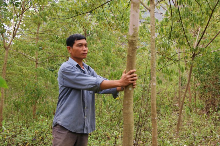 10 năm Tây Bắc góp đất trồng cao su – Bài 1: Mỏi mòn chờ dòng “vàng trắng”