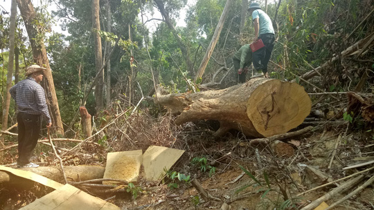 Giám đốc bất lực, mặc rừng tan nát!