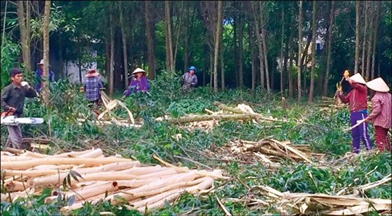 Keo và bạch đàn chiếm 70% diện tích rừng trồng sản xuất