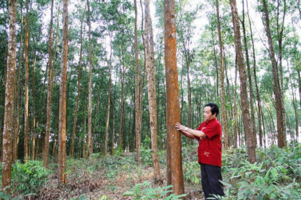 Trồng rừng FSC ở TT-Huế được đánh giá cao