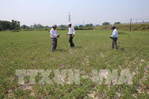 Nắng nóng kéo dài, lúa và hoa màu có nguy cơ mất trắng