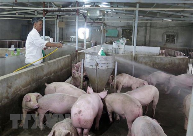 Tạo hành lang pháp lý trong xử lý môi trường để phát triển chăn nuôi
