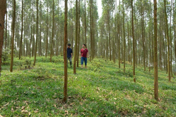 Rừng gỗ lớn: Doanh nghiệp làm trước