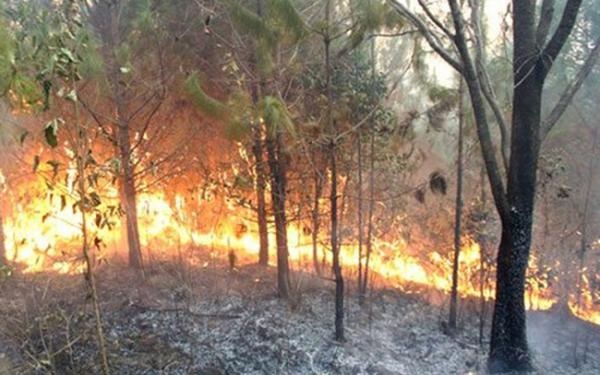 Sơn La: Cháy rừng gây thiệt hại gần 250ha