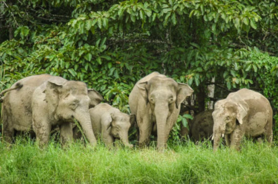 Voi là loài động vật tiếp theo đối mặt với nguy cơ tuyệt chủng ở Malaysia