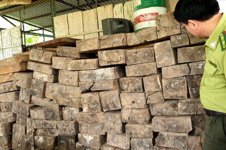 Khởi tố, bắt giữ các đối tượng phá rừng tại Phong Nha – Kẻ Bàng
