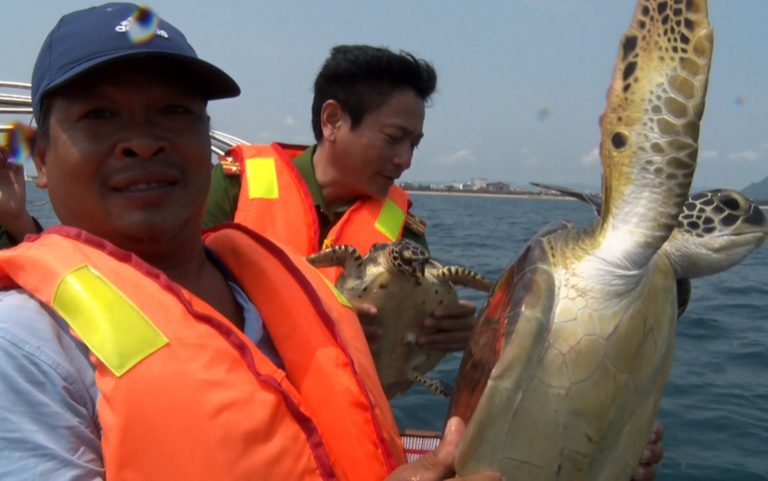 Ân nhân của nhiều cá thể rùa biển