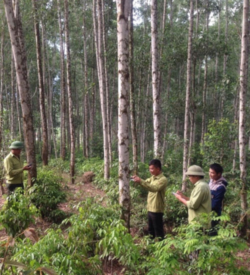 Nghệ An đặt mục tiêu 170.000 ha rừng gỗ lớn