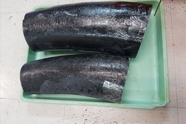 Thu giữ 2 ngà voi đội lốt tôm hùm qua đường hàng không