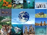 Báo động đỏ nguy cơ mất đa dạng sinh học