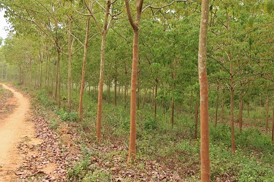 Xây dựng Đề án tái cơ cấu toàn diện VRG sau cổ phần hóa