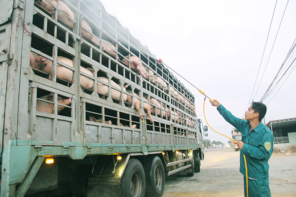 Địa phương phải chịu trách nhiệm nếu để dịch lan rộng