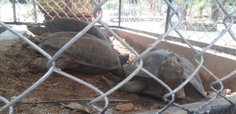 Tịch thu hơn 30 kg rùa nghi là cá thể quý hiếm ở một quán cà phê