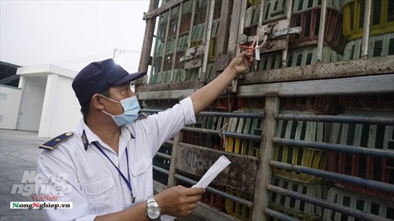 TP.HCM kiểm soát chặt nguồn thịt heo