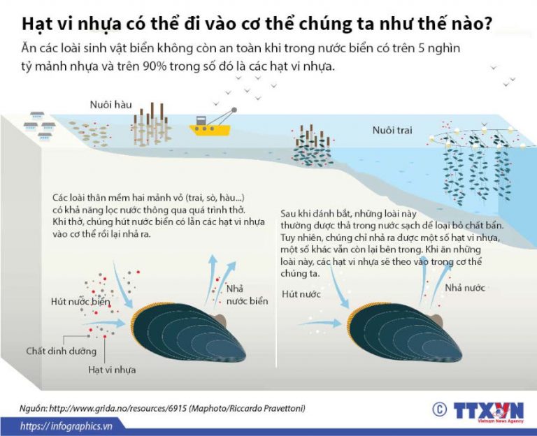 Hạt vi nhựa có thể đi vào cơ thể chúng ta như thế nào?