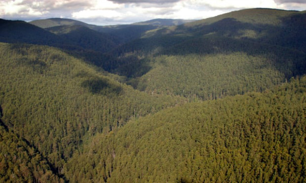 Biến đổi khí hậu đe dọa 26 loài bản địa ở dãy Great Dividing Range