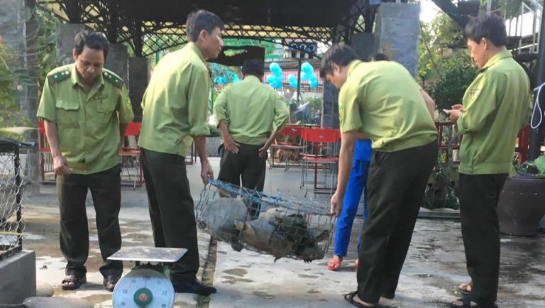Quảng Nam: Xử phạt hành chính chủ quán cà phê nuôi nhốt 7 con rùa thuộc nhóm quý hiếm