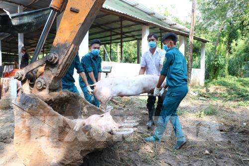 Hà Nội đã chi khoảng 200 tỷ đồng phòng, chống bệnh Dịch tả lợn châu Phi