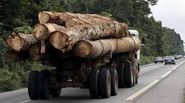 Gabon: Phó tổng thống bị sa thải sau bê bối gỗ quý “mất tích”