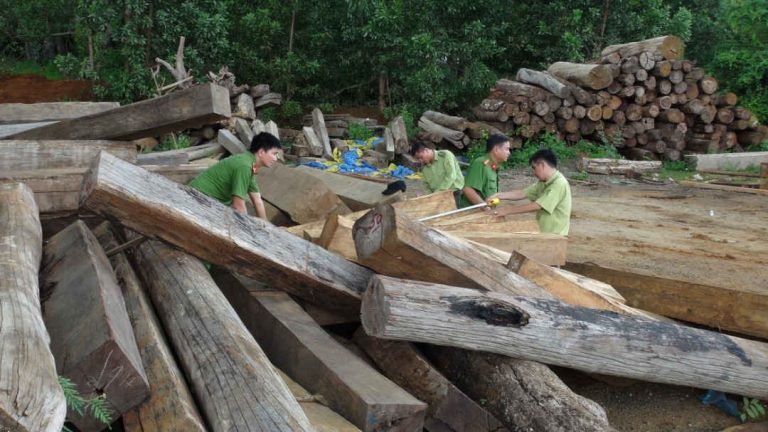Hồi kết cho gỗ bất hợp pháp