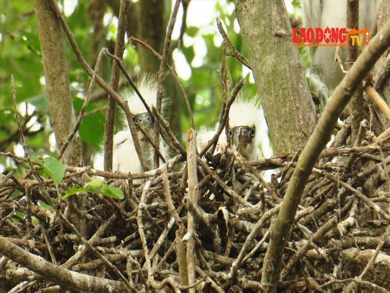 Cặp vợ chồng dành hơn 2 ha đất trồng cây làm nơi trú ngụ cho cò