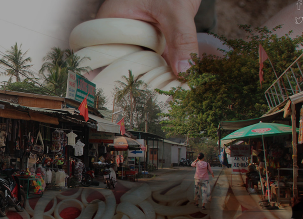 Cuộc chiến chống buôn bán ngà voi gặp khó vì bảo kê, tham nhũng?