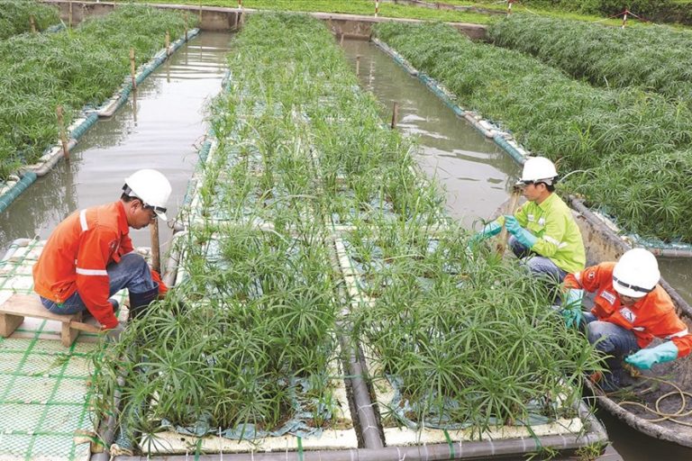Hoàn nguyên môi trường: Tính chuyện đầu tư khôn ngoan