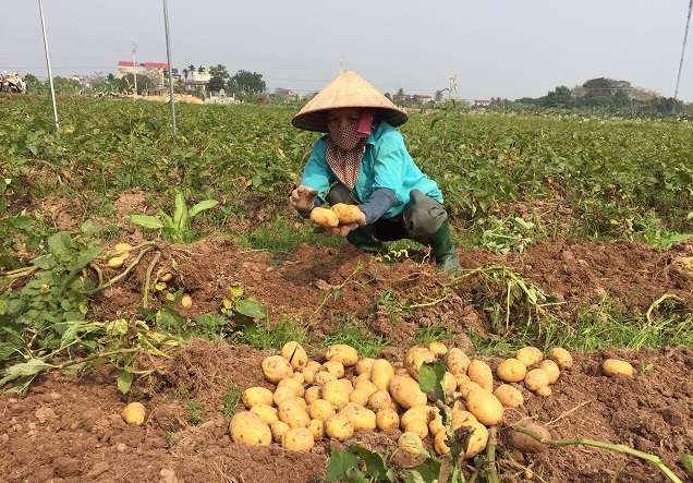 Sử dụng phế phụ phẩm nông nghiệp: Nhiều lợi ích thiết thực