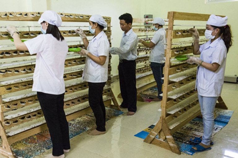 Nghề nuôi chim yến trước thách thức từ biến đổi khí hậu