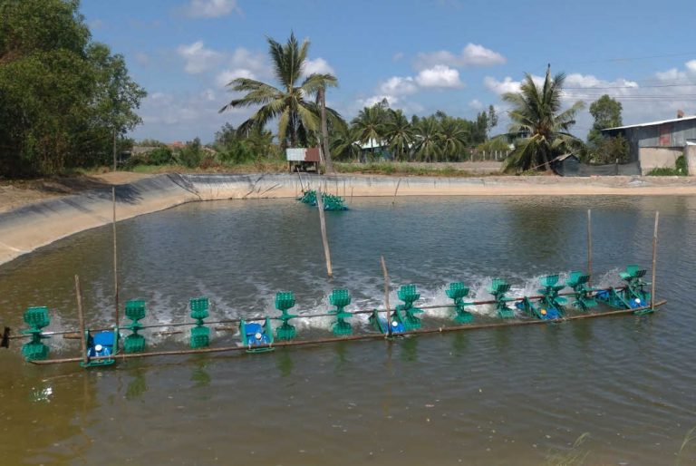 Bến Tre: Tăng cường kiểm soát tôm hùm nước ngọt trên địa bàn tỉnh