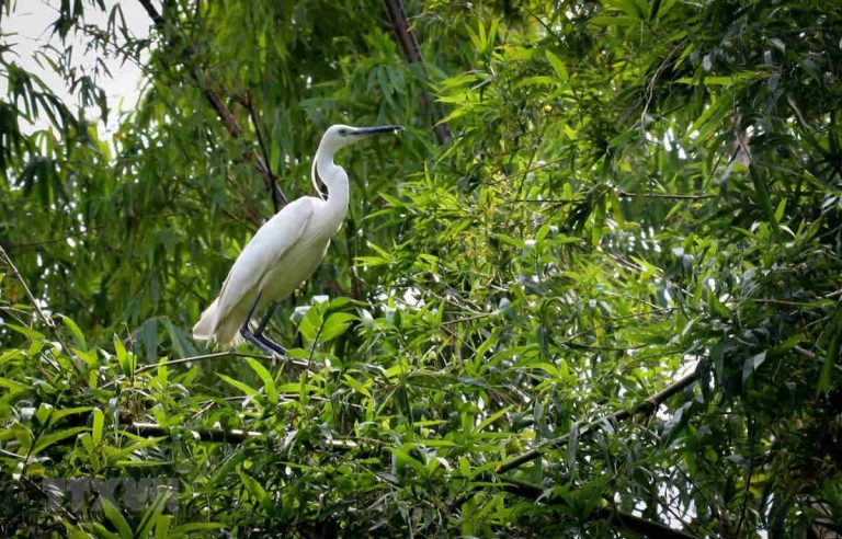 Ngăn chặn suy giảm và suy thoái đa dạng sinh học ở Việt Nam