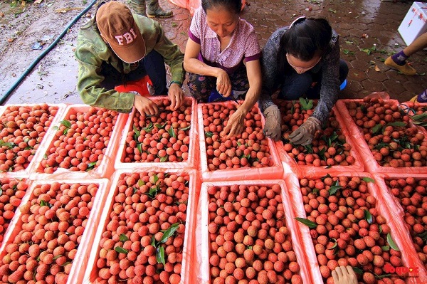 Nghịch lý sản phẩm nông nghiệp: “Chuyên nghiệp”… đàm phán, “nghiệp dư” tiểu ngạch