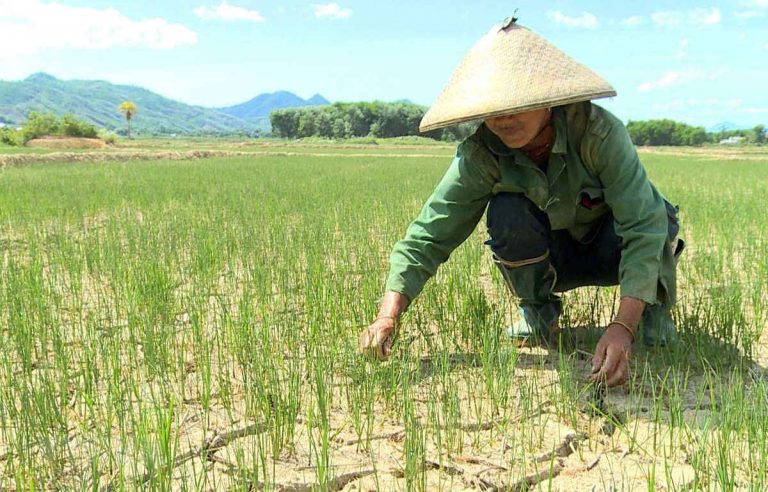 Sản xuất nông nghiệp đối diện với tình trạng hạn hán gia tăng