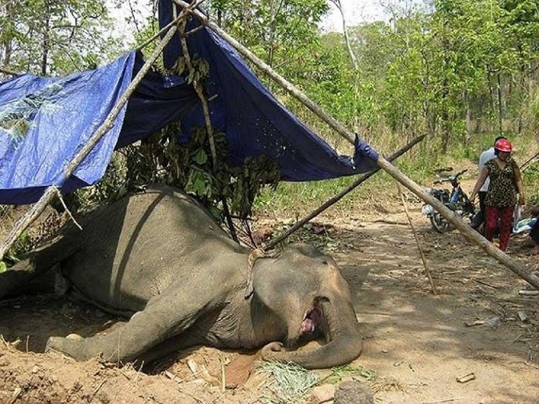 Du lịch cưỡi voi, hãy dừng ngay khi còn kịp!