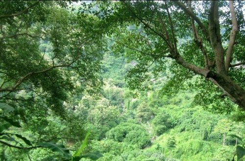 Rừng phía Nam suy giảm cả lượng và chất