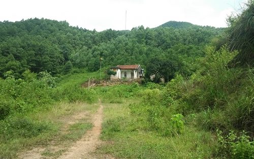 Người trồng rừng thua thiệt lớn vì phải thuê, khoán đất