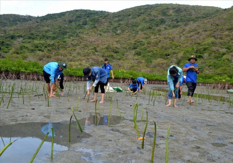 Trồng hơn 10 ngàn cây đước phục hồi rừng ngập mặn vịnh Nha Trang