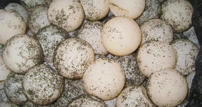 Cảnh sát Mexico thu giữ 47.000 quả trứng rùa ở Oaxaca
