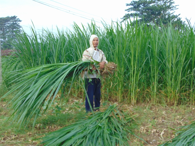 Thái Lan thúc đẩy các dự án phát điện từ cỏ voi