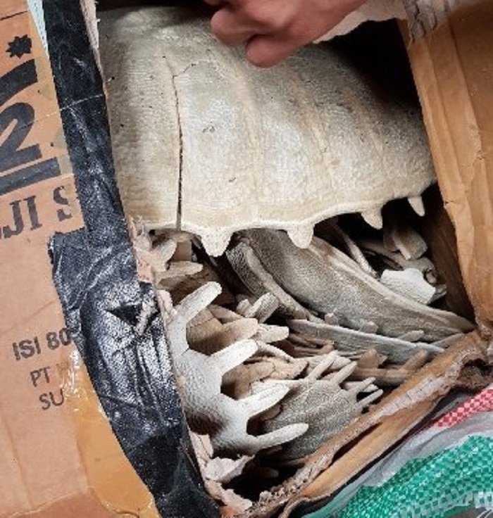 Giữ lô hàng chứa mai, yếm động vật hoang dã nhập cảnh cảng Hải Phòng