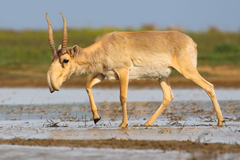 CITES 2019: Bảo tồn phải làm gì?