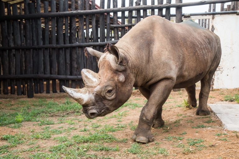 Phục hồi quần thể tê giác ở Rwanda bằng phương pháp chuyển vị