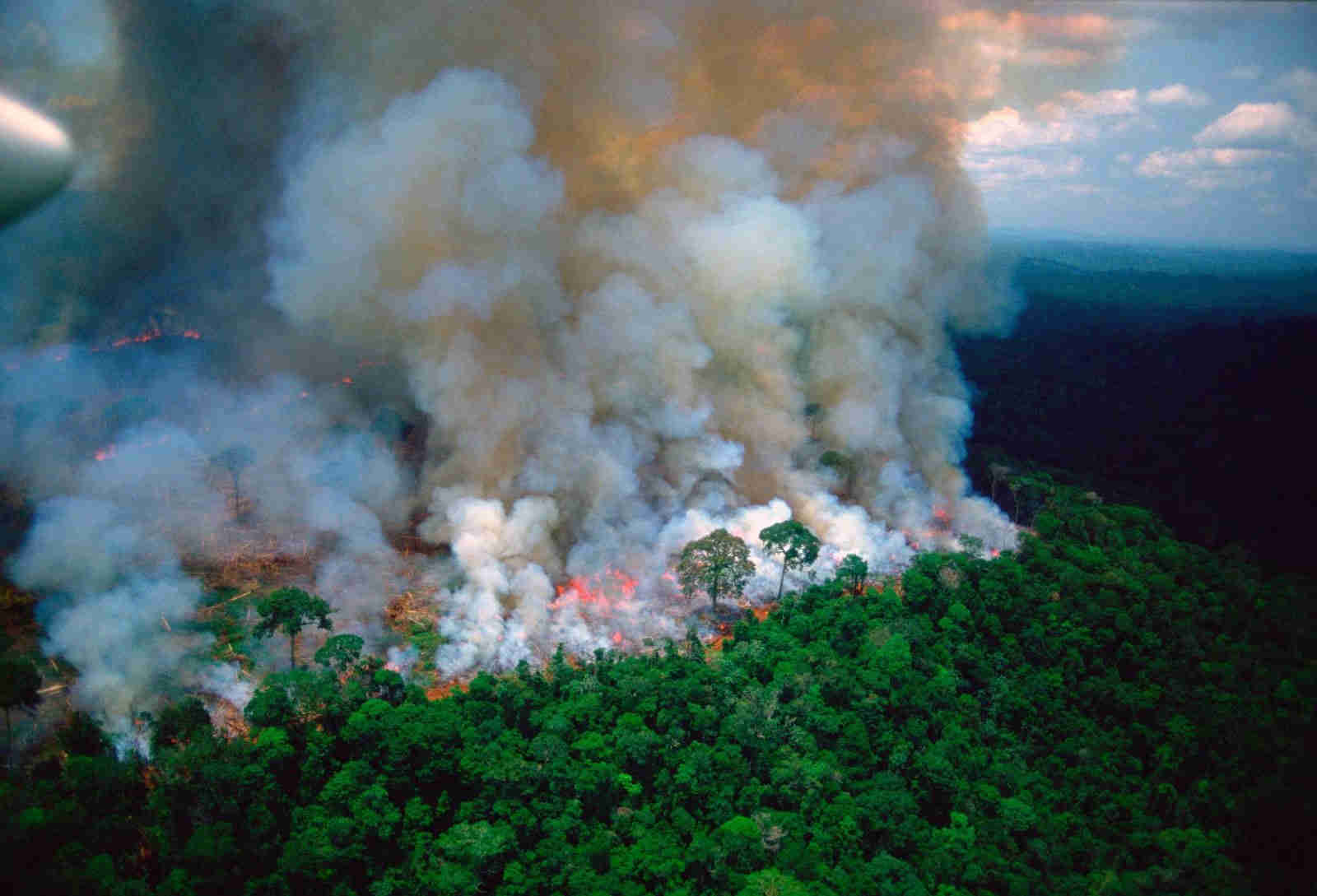 Hậu quả khủng khiếp của cháy rừng Amazon - ThienNhien.Net | Con ...