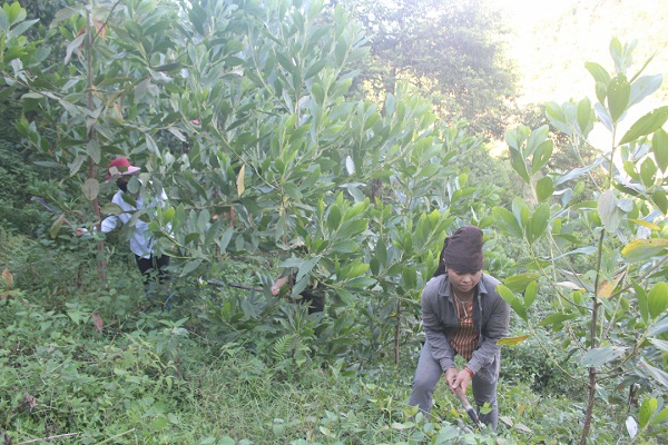 Điện Biên: Lời giải nào cho bài toán trồng rừng phòng hộ